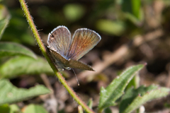 Hemiargus ceraunus astenidas