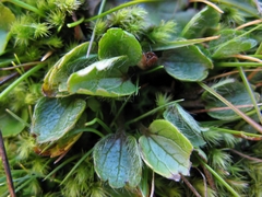 Ranunculus maculatus
