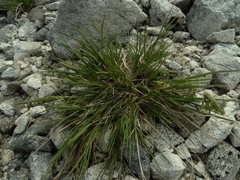 Poa novae-zelandiae