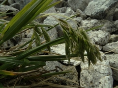 Poa novae-zelandiae