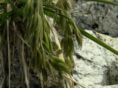 Poa novae-zelandiae