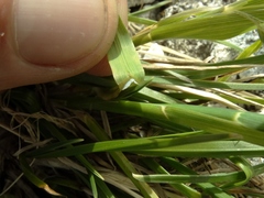 Poa novae-zelandiae