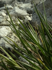 Poa novae-zelandiae