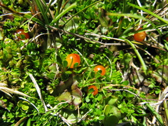 Coprosma perpusilla