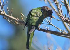 Black-Capped Parakeet photo 2