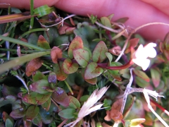 Epilobium macropus
