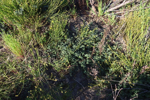 Image of Indigofera mauritanica by (c) Tony Rebelo, some rights reserved (CC BY-SA)