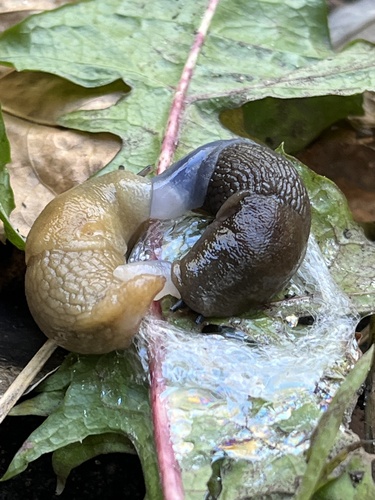 Deroceras caucasicum