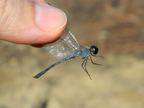 Seaside Dragonlet photographed in Antigua and Barbuda