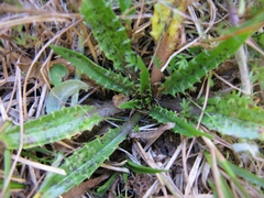 Plantago triandra