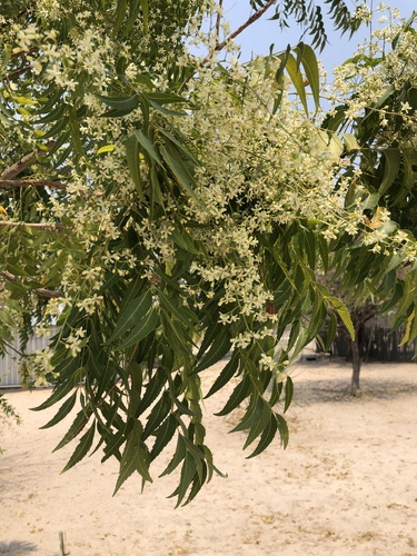 Neem