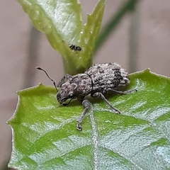 Pantomorus postfasciatus