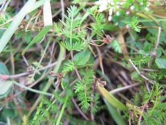 Chaerophyllum novae-zelandiae