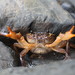 Rumsfeld Stream Crab - Photo (c) 羅元甫, some rights reserved (CC BY-NC), uploaded by 羅元甫