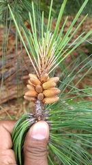 Pinus tecunumanii