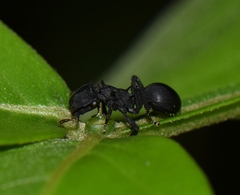 Cephalotes atratus