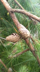 Pinus tecunumanii