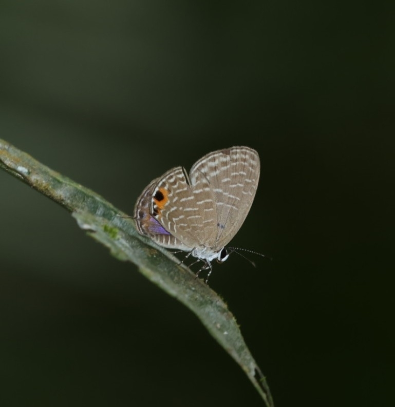 Jamides lugine