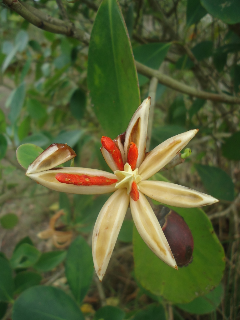 Clusia uvitana