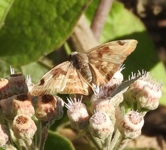 Arteurotia tractipennis