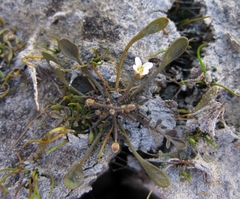 Cardamine mutabilis