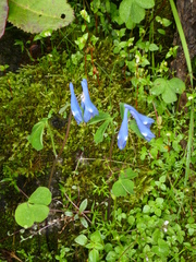 Corydalis trifoliata