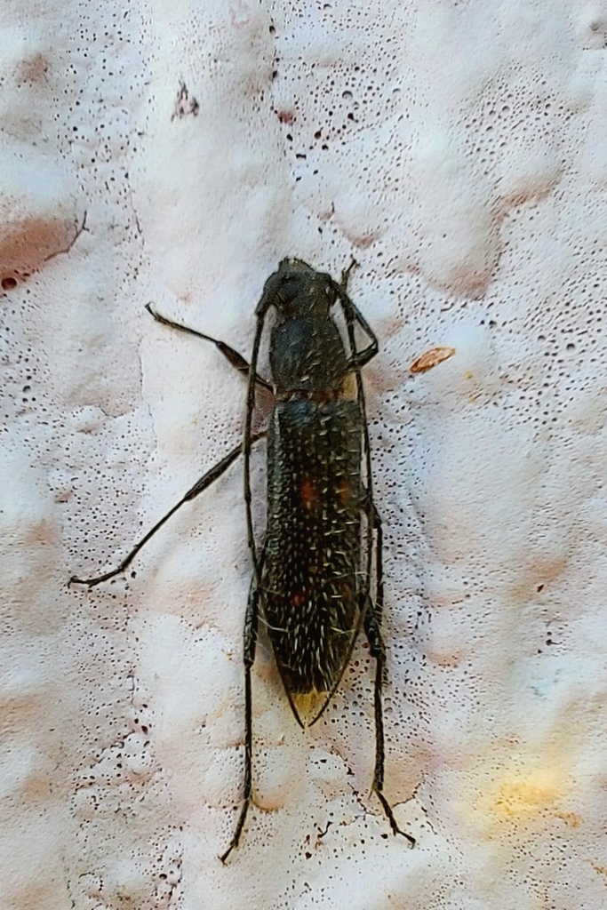 Sphaerioeme rubristerna