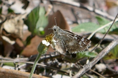 Burnsius adepta