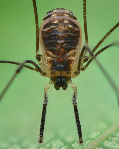 Mitostoma chrysomelas