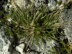 Agrostis muelleriana