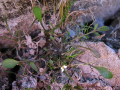 Cardamine mutabilis