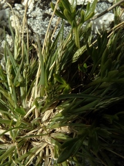 Agrostis muelleriana