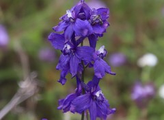 Delphinium parryi maritimum