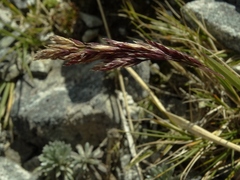 Poa subvestita
