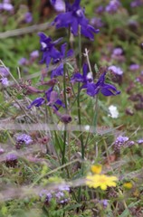 Delphinium parryi maritimum