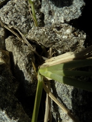 Poa subvestita