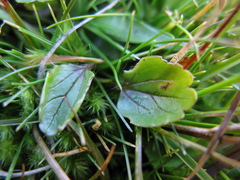 Ranunculus maculatus