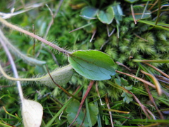 Ranunculus maculatus