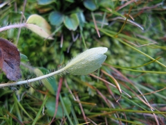 Ranunculus maculatus