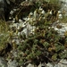 Forstera purpurata - Photo (c) Rowan Hindmarsh-Walls, μερικά δικαιώματα διατηρούνται (CC BY-NC), uploaded by Rowan Hindmarsh-Walls