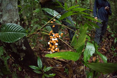 Iriartella stenocarpa
