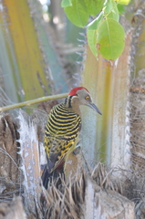 Melanerpes striatus