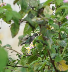 Mellisuga minima