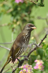 Dulus dominicus
