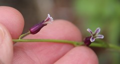 Caulanthus heterophyllus