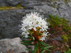 Rhododendron tomentosum