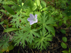 Geranium dahuricum