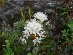 Rhododendron tomentosum