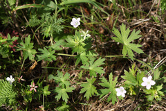 Geranium dahuricum