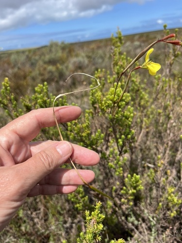 Image of Moraea bellendenii by (c) Charleen Brunke, some rights reserved (CC BY)